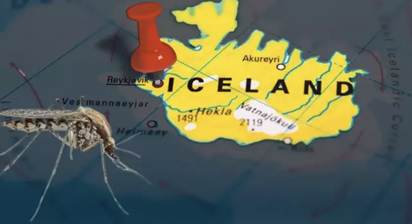 Hiç görülmez deniyordu! 3 sivrisinek ülkede panik yarattı: 'Her yeri sarabilirler'